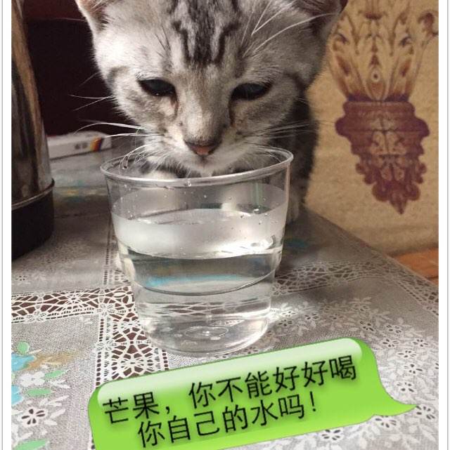 怎么做假台湾国立台北商业大学文凭毕业证